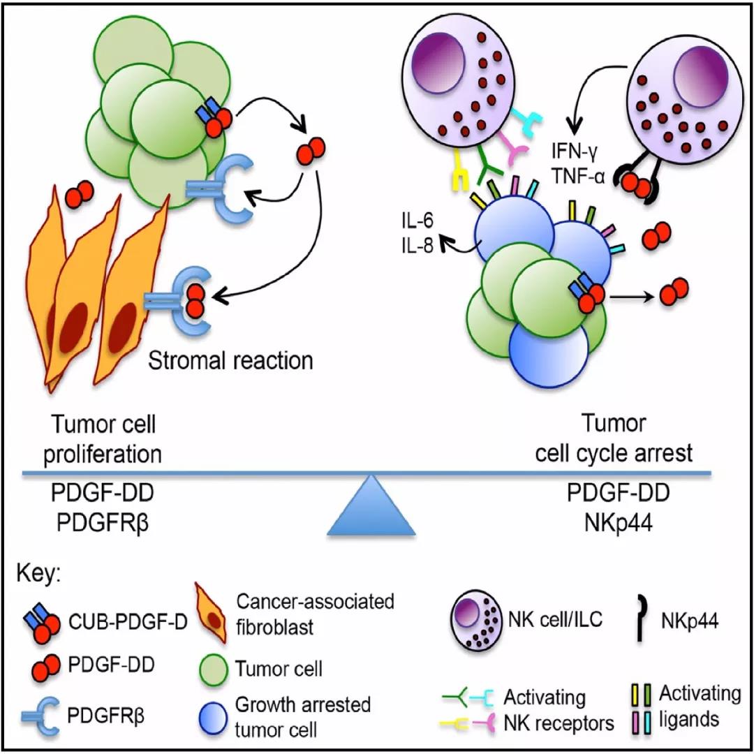 NK细胞通过监测生长因子PDGF-DD控制肿瘤生长