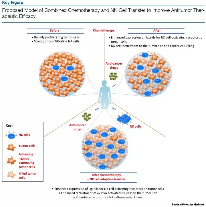 可增强自然杀伤细胞免疫治疗活性的抗癌药物列表（综述）
